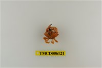 藏品(顯赫擬扇蟹)的圖片